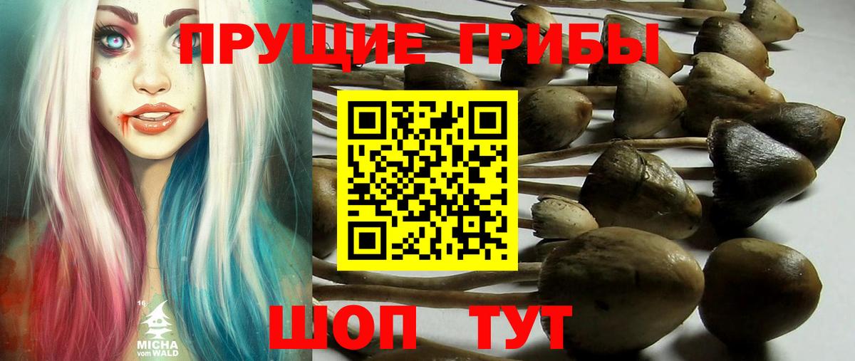 Псилоцибиновые грибы Psilocybe Кулебаки